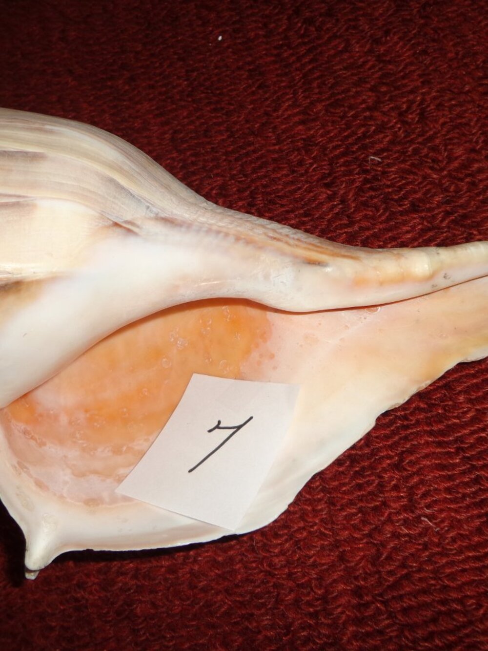 Sea Shell Lightning Whelk 10" Not Pristine, but still beautiful!
